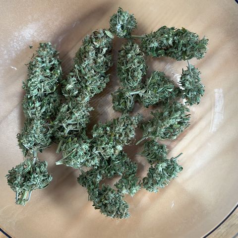 Critical Auto  growlog timeline photo