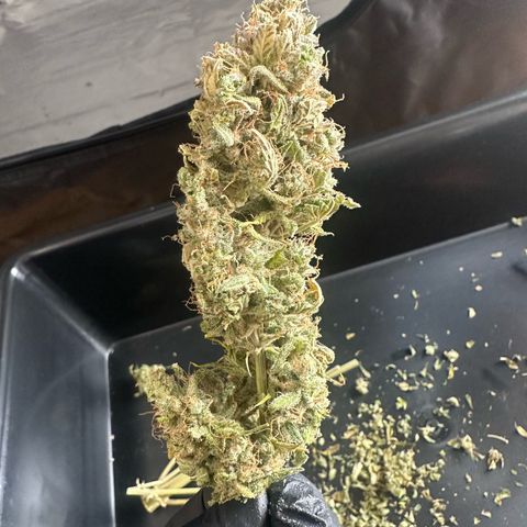Critical Auto  growlog timeline photo