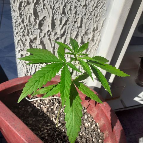 Vaso vermelho growlog timeline photo