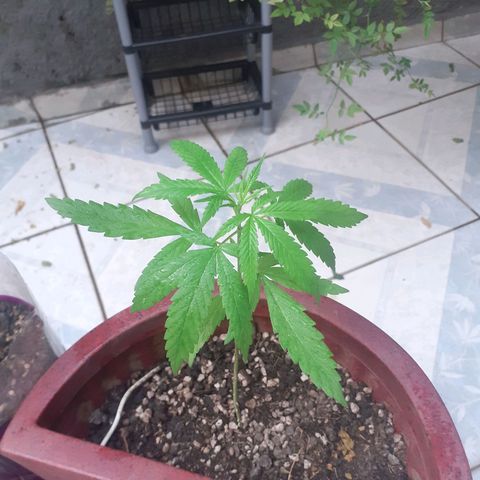 Vaso vermelho growlog photo: Ramos no segundo nó
Quarto nó saindo quinto nó formando 