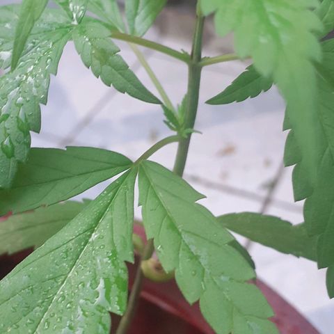 Vaso vermelho growlog photo: Ramos no segundo nó
Quarto nó saindo quinto nó formando 