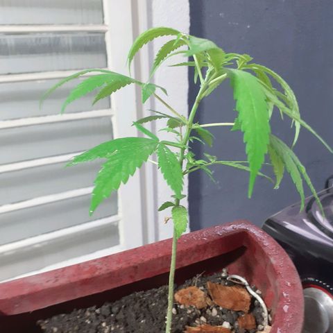 Vaso vermelho growlog timeline photo
