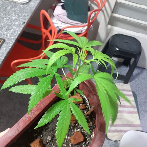 Vaso vermelho growlog timeline photo