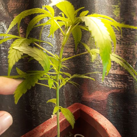 Vaso vermelho growlog timeline photo