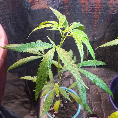 Genética desconhecida growlog timeline photo