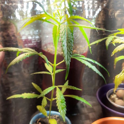Genética desconhecida growlog photo: Sexto nó 