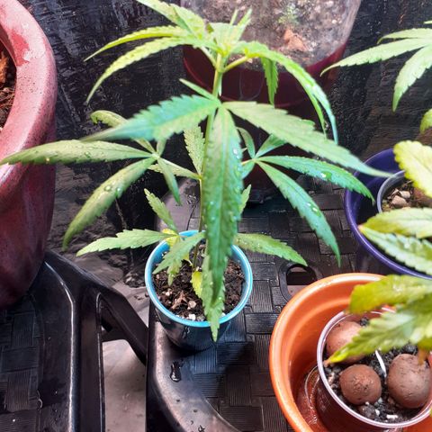 Genética desconhecida growlog photo: Sexto nó 