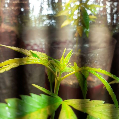 Genética desconhecida growlog photo: Sexto nó 