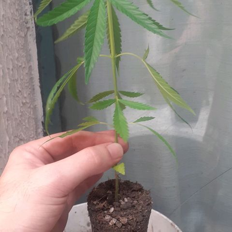 Genética desconhecida growlog photo: Transplante