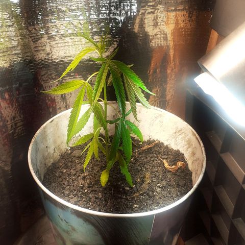 Genética desconhecida growlog photo: Transplante