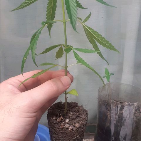 Genética desconhecida growlog photo: Transplante