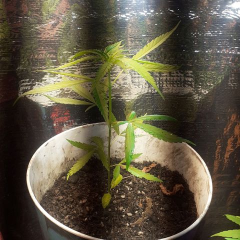 Genética desconhecida growlog timeline photo