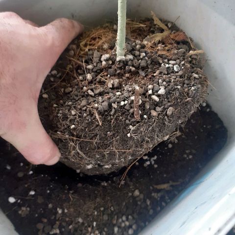 Vaso vermelho growlog photo: Transplante 