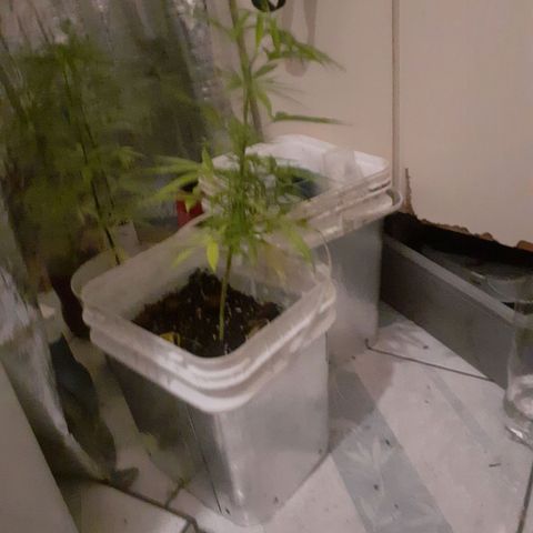 Vaso vermelho growlog photo: Transplante 