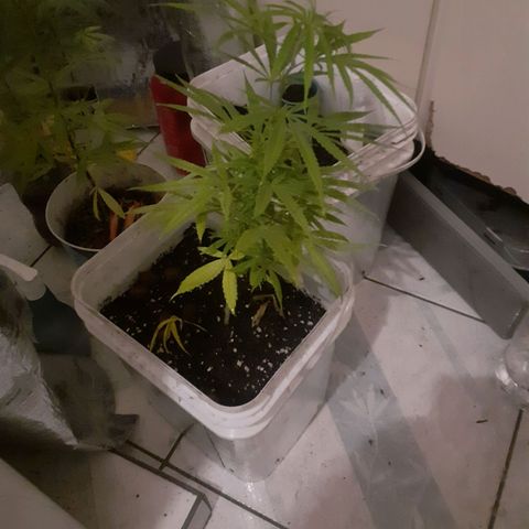 Vaso vermelho growlog photo: Transplante 