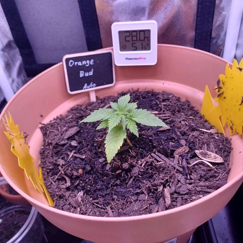 Auto Orange Bud growlog timeline photo