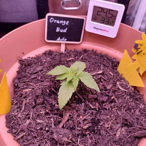 Auto Orange Bud growlog timeline photo