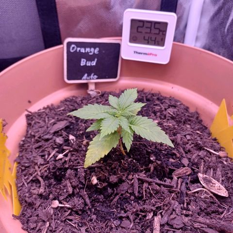 Auto Orange Bud growlog photo: Unterste Blätter verfärben sich gelblich, überdüngung?