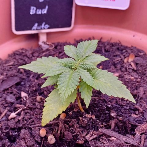 Auto Orange Bud growlog timeline photo