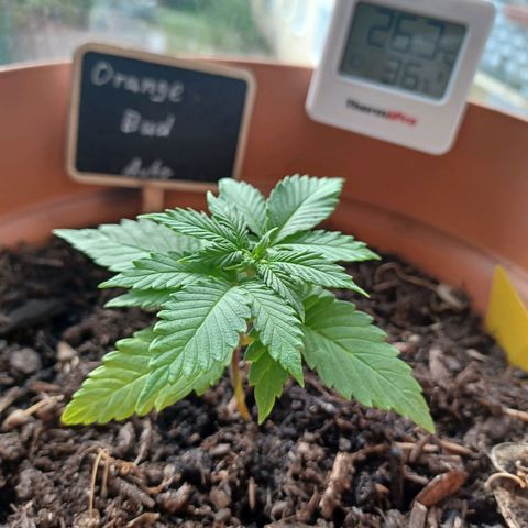 Auto Orange Bud growlog photo: Umzug ans Fensterbrett, lichtzyklus 20/4 zu viel?