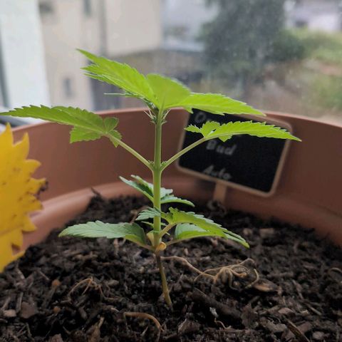 Auto Orange Bud growlog timeline photo
