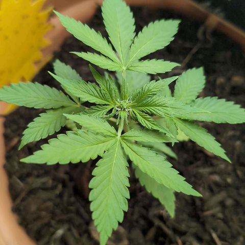 Auto Orange Bud growlog timeline photo
