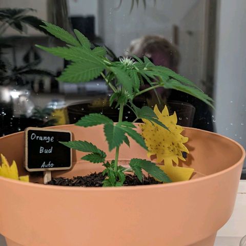 Auto Orange Bud growlog timeline photo