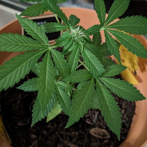 Auto Orange Bud growlog timeline photo