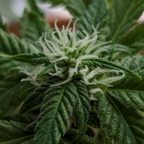 Auto Orange Bud growlog timeline photo