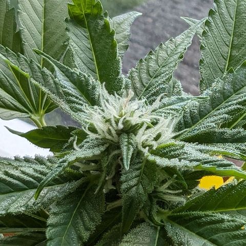 Auto Orange Bud growlog timeline photo
