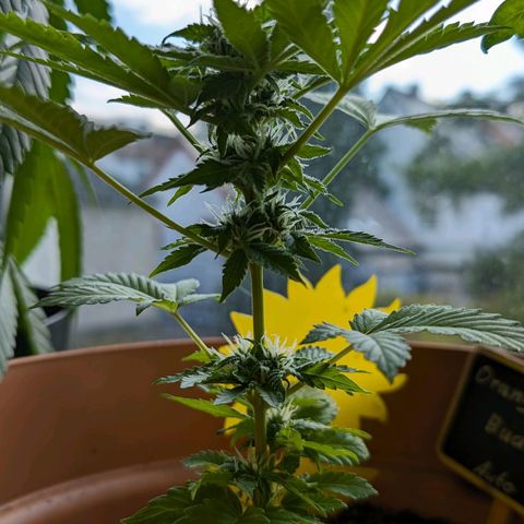 Auto Orange Bud growlog timeline photo