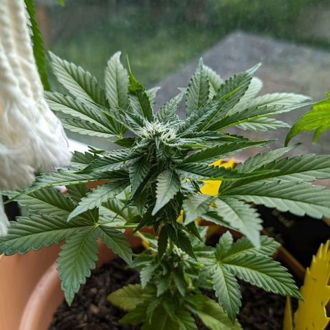 Auto Orange Bud growlog timeline photo