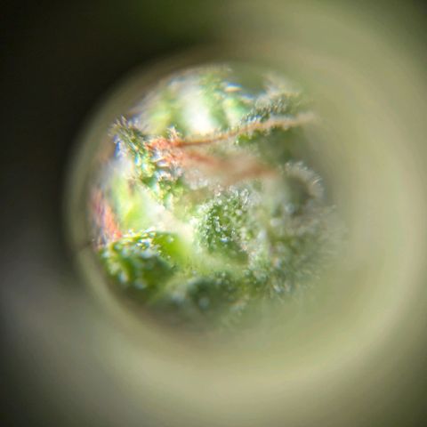Auto Orange Bud growlog timeline photo