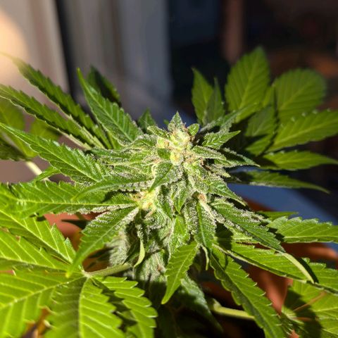 Auto Orange Bud growlog timeline photo