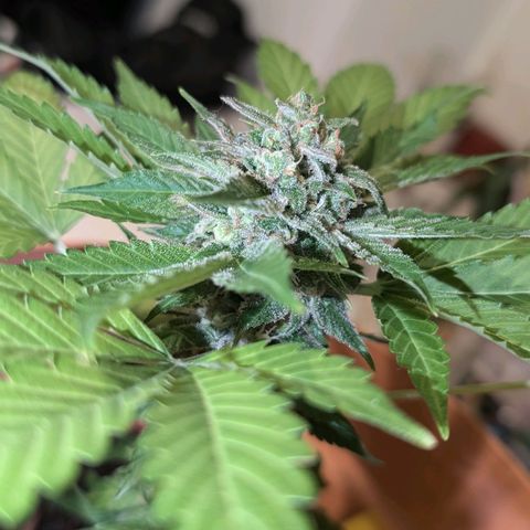 Auto Orange Bud growlog timeline photo