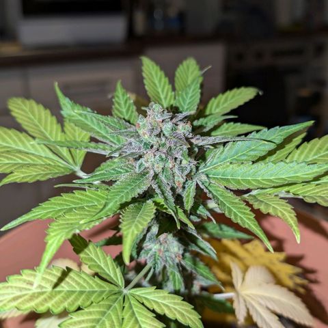Auto Orange Bud growlog timeline photo