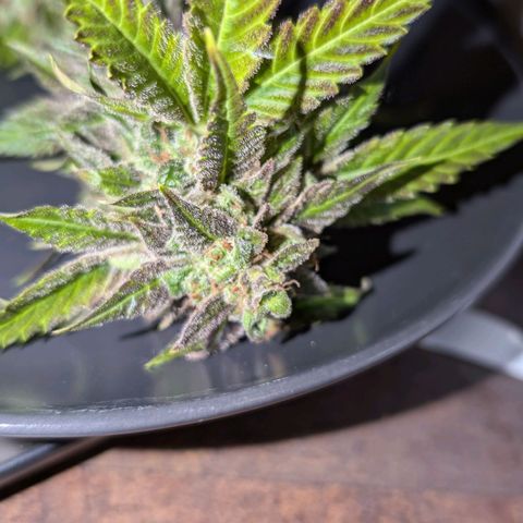 Auto Orange Bud growlog timeline photo