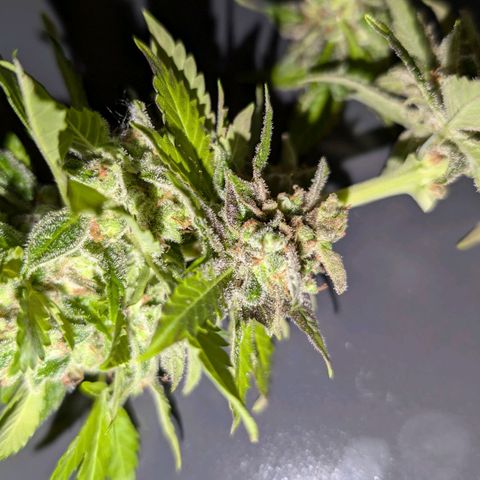 Auto Orange Bud growlog timeline photo
