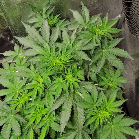 Jackpot Auto growlog timeline photo