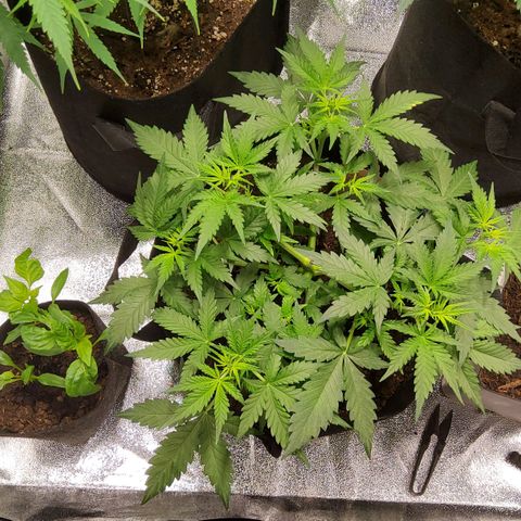 Auto Bruce Banner growlog timeline photo