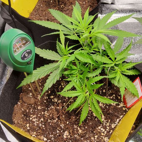 Girl Scout Cookies Fem. growlog timeline photo