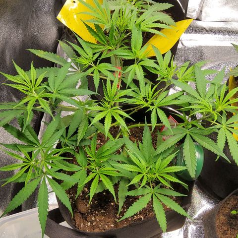 Girl Scout Cookies Fem. growlog timeline photo