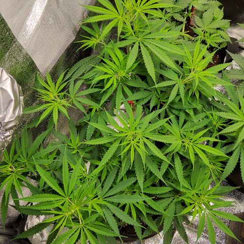 Girl Scout Cookies Fem. growlog timeline photo