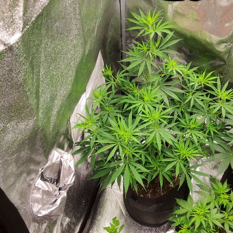 Girl Scout Cookies Fem. growlog timeline photo
