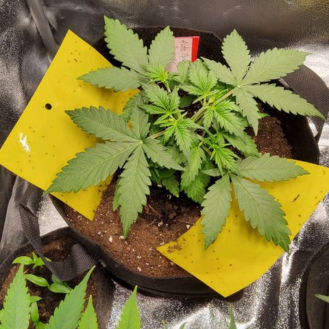 Auto Bruce Banner growlog timeline photo