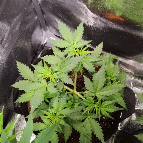 Auto Bruce Banner growlog timeline photo