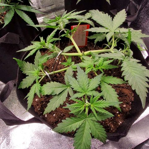 Auto Bruce Banner growlog timeline photo