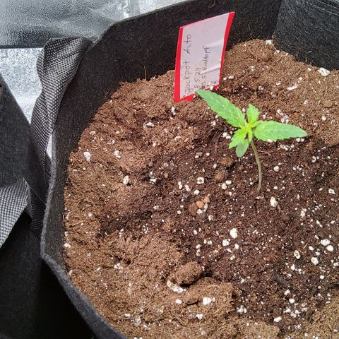 Jackpot Auto growlog timeline photo