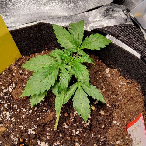 Jackpot Auto growlog timeline photo
