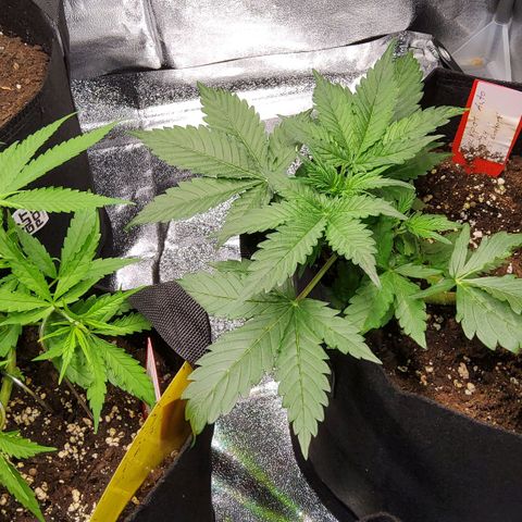 Jackpot Auto growlog timeline photo